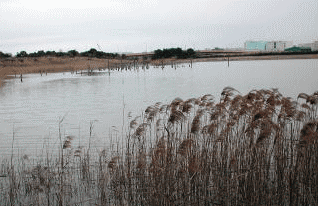アオサギ（青鷺）とウミウ（海鵜）が遠くに見える干潟　東京港野鳥公園