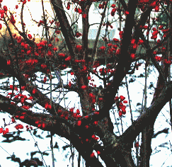 冬　雪景色の中のサンシュの赤い実