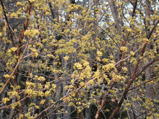 サンシュの木　黄金色の花