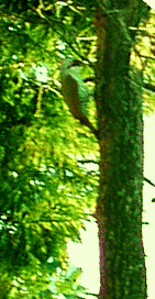 アオゲラ　緑のキツツキ　頭頂は赤　横向き