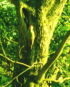 アオゲラ　緑のキツツキ　頭頂は赤　後ろ向き