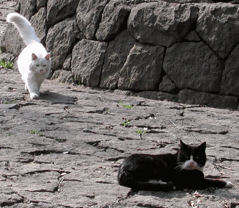 野良猫２匹　近づいてくる白猫と話しかける覆面猫　