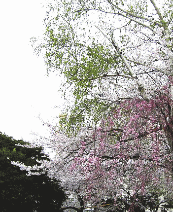 シダレザクラ（枝垂れ桜）とシラカバ（白樺）　　東京　新宿　花園神社