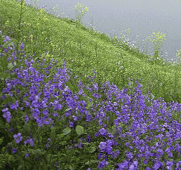紫の花ダイコン