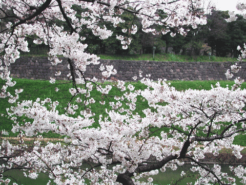 皇居（旧・江戸城）の石垣とサクラ（桜）