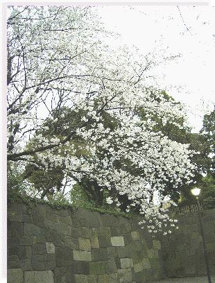 旧・江戸城（現・皇居）の巨大石垣とサクラ