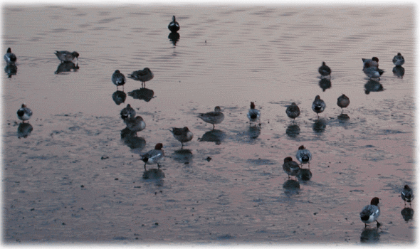 谷津の干潟で、のんびりする、渡り鳥のカモ達