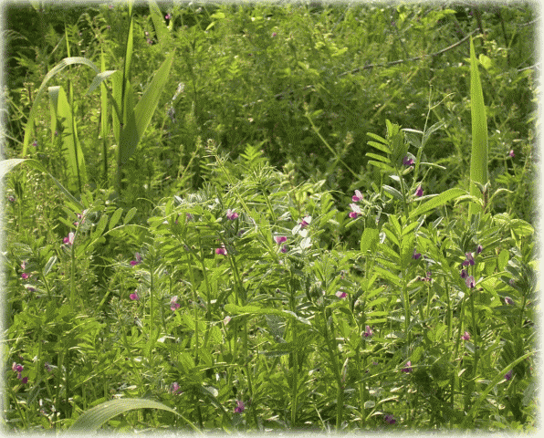 カヤ（茅）と、つる草。野生のスイトピ−、カラスノエンドウ