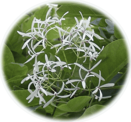 ナンジャモンジャの木（ヒトツバタゴ）の白い花