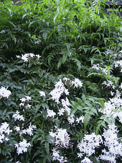 ジャスミン　白い花