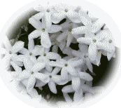 ジャスミン　白い花