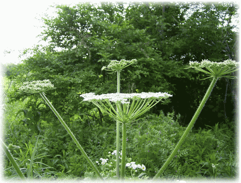 オオハナウド（大花独活）の白い花
