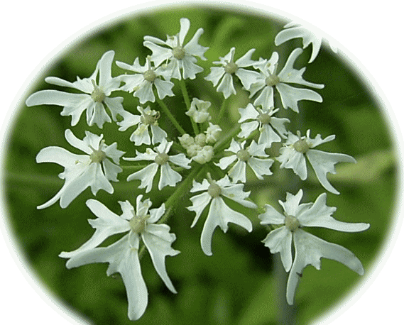 オオハナウド（大花独活）の白い花　拡大