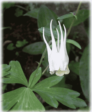 オダマキ　白い花