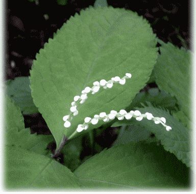 フタリシズカ（二人静）　白い花