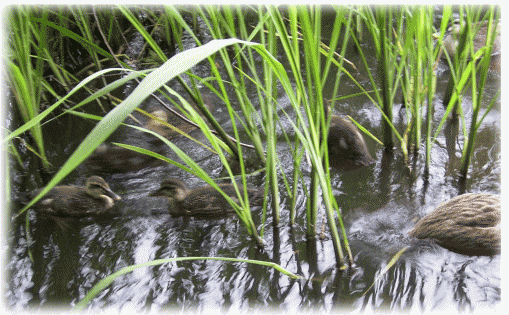 水草の中で食事中のカルガモの親子