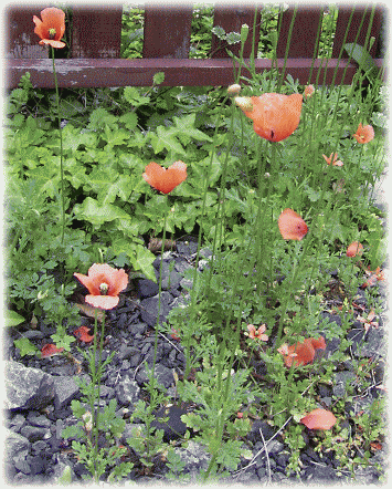 赤いケシ（罌粟）の花