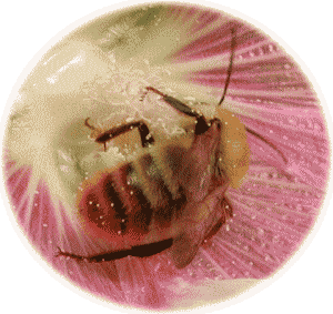 トラマルハナバチと、タチアオイの花粉