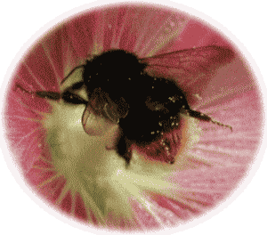 コマルuハナバチ（花蜂）　とタチアオイ（立葵）の花粉