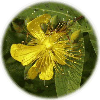 ビヨウヤナギ（未央柳）　黄色い花