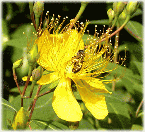 黄色い花　ビヨウヤナギのオシベに囲まれたハチ（蜂）