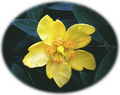 キンシバイ（金糸梅）　黄色い花