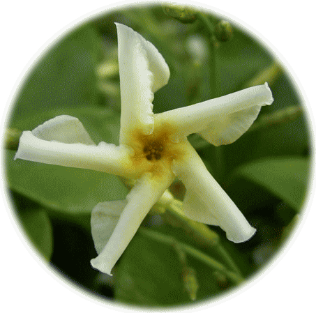 テイカカヅラ（定家葛）　白い花