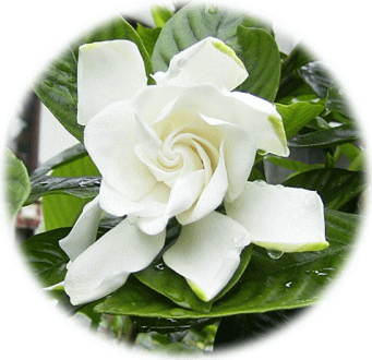 クチナシ（山梔子）　八重の白い花