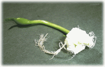 カラスウリの白い花。朝