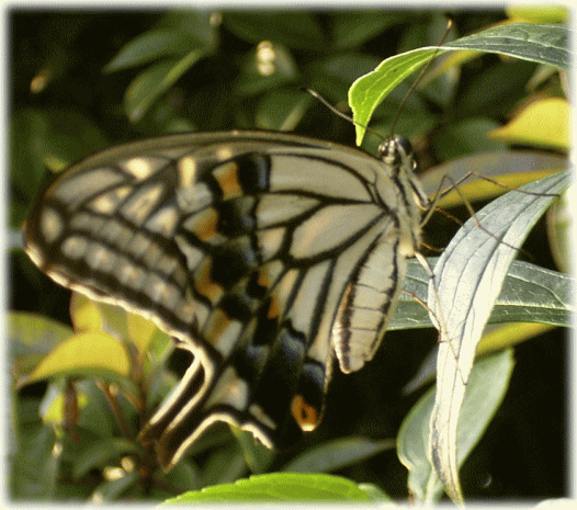 アゲハチョウ（揚羽蝶）　白と黒のシマ
