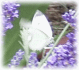 モンシロチョウ（紋白蝶）とラベンダ−の花