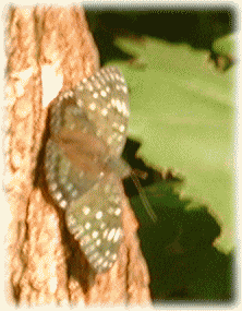 スミナガシ（墨流し）　蝶