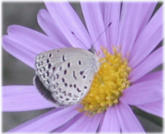 シオン（紫苑）の花と、シジミチョウ（蜆蝶）