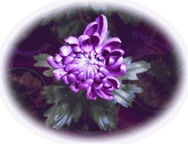 菊被綿　の　キク’（菊）　紫