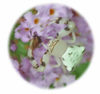 カニグモ（蟹蜘蛛） フサフジウツギ（房藤空木）別名ブッドレア