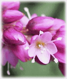オオケタデ（大毛蓼）　花と、つぼみ