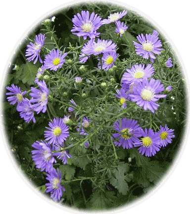 紫のクジャクソウ（孔雀草）、シュッコンアスタ−