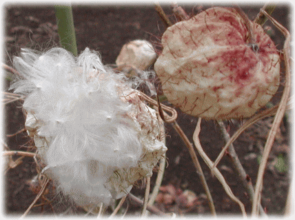 赤く色づくフウセントウワタ（風船唐綿）の実（右）と、羽根のような綿毛（左）。　冬