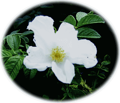 バラ（薔薇）　白