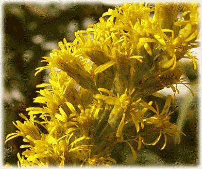 セイダカアワダチソウ（背高泡立ち草）の花