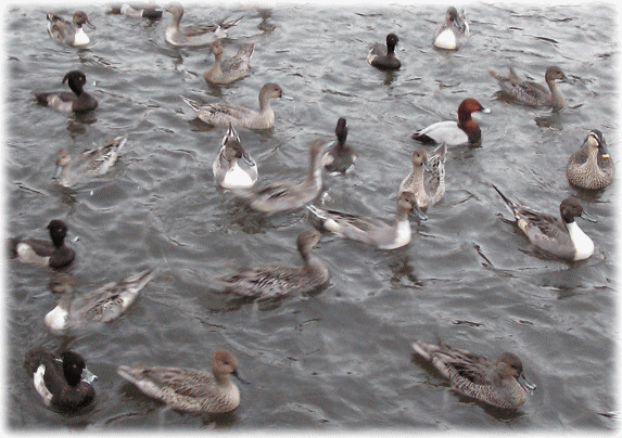 井の頭公園の弁天池の「遠来の客」である渡り鳥たち