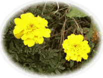 マリ−ゴ−ルドの花