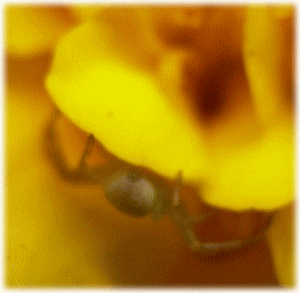 クモ（蜘蛛）　マリ−ゴ−ルドの花びらに隠れる