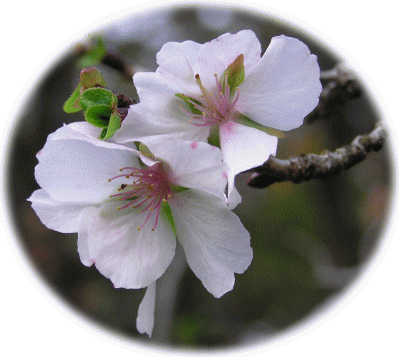 １１月に咲くサクラ（桜）の花　小金井公園