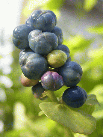 イシミカワ　青紫色の果実
