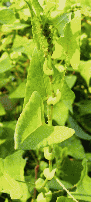 イシミカワ　三角の葉と、茎のトゲ