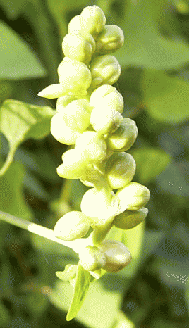 イシミカワ　黄緑色の花