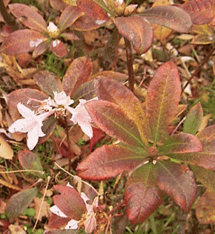 ツツジ（躑躅）の紅葉した葉と、花