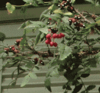 サンショ（山椒）　赤い実と黒い実　８月末
