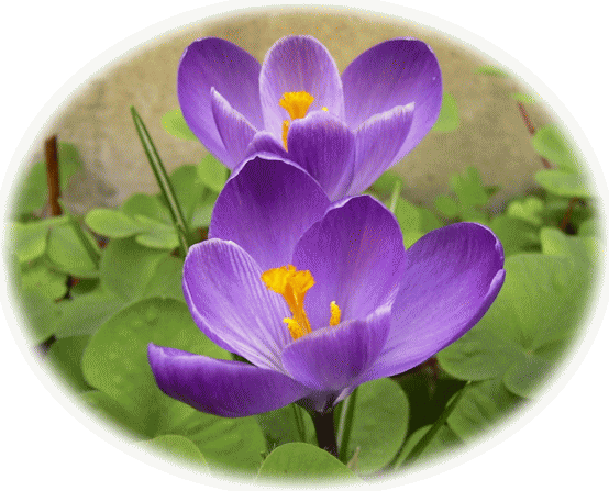 薄い紫色のクロッカス